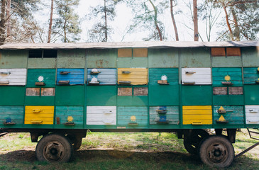 Hives with bees in a mobile apiary. Сolored beehives in the apiary.