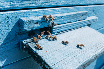 Blue beehive with bees. Bees fly by the blue hive. Pantone color hive.