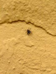 spider on the ground