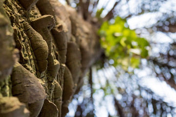 palm tree trunk texture close up