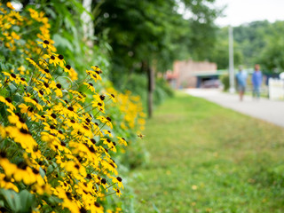 Black-eyed Susan Flowers in foreground near a walking path.