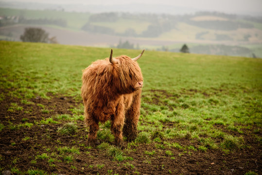 vacas peludas