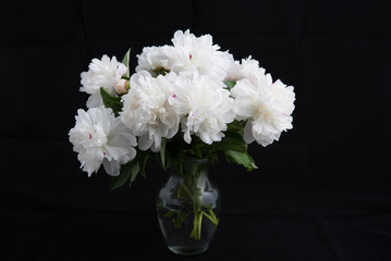 White peonies in glass vase on black background