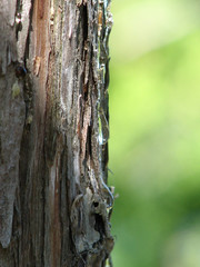 Tree Sap