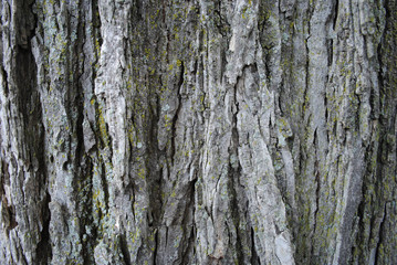 Tree Bark Lichen