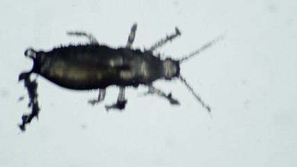 One flower parasite beetle crawls on a white background. Bug almost invisible to the eye. The theme of laboratory biological research under the microscope. Microcosm close-up.