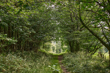 A tree tunnel through the woods