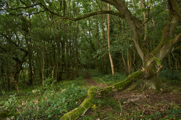 A path through the woods