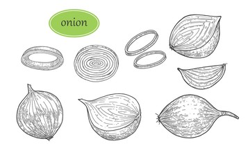 Hand Drawing sketch of onion isolated on white background. Vector set. Full, rings and Half cut out slice. Vegetable engraved style object. Detailed vegetarian food drawing. Farm market product. For m