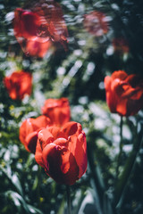 tulip, macro, red, flower, nature, garden, spring, bloom, plant, green, beauty, flora, blossom, summer, floral, beautiful, pink, poppy, flowers, closeup, gardening, love, tuliplife