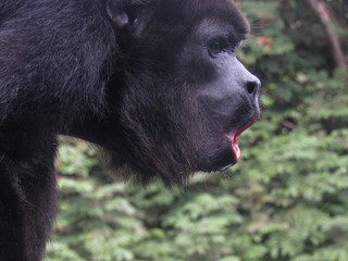 Mono aullador negro - Alouatta palliata. Choco, Colombia