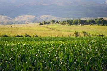 Corn plantations and fertile farmlands in the meadows of San Luis, Argentina.