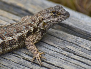 A close-up of a coast range fence lizard (Sceloporus occidentalis bocourtii) on a log near Elkhorn Slough in California.