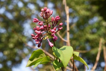 Lilac (Syrnga vulgaris) buds / Oleaceae deciduous shrub.