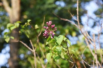 Lilac (Syrnga vulgaris) buds / Oleaceae deciduous shrub.