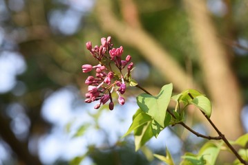 Lilac (Syrnga vulgaris) buds / Oleaceae deciduous shrub.