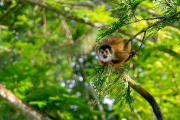 Squirrel Monkey with Orange Fur while Sitting In Jungle Trees