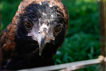 Fototapeta premium vista de águila