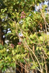 Lilac (Syrnga vulgaris) buds / Oleaceae deciduous shrub.