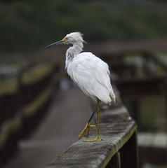 A scruffy-looking snowy egret (Egretta thula) in the process of molting, on a railing at Kirby Park in California.