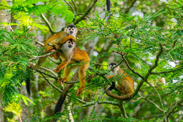 Squirrel Monkey with Orange Fur while Sitting In Jungle Trees
