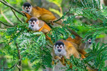 Obraz premium Squirrel Monkey with Orange Fur while Sitting In Jungle Trees