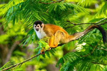 Squirrel Monkey with Orange Fur while Sitting In Jungle Trees