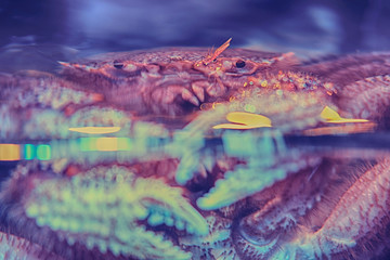 The quadrangular hairy crab is a species of crab found in the far East and Japan. Commercial type of Japanese and Russian sea cuisine