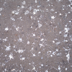 Pigeon shit on the ground, close-up background