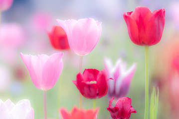 群生するチューリップ