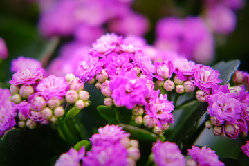 Obraz premium Kalanchoe blossfeldiana is a perennial herbaceous succulent flowering plant, purple in color. Common names flaming Katy, Christmas, florist kalanchoe and Madagascar widow's-thrill