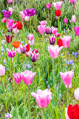 群生するチューリップ