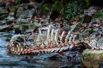 The skeleton of a dead deer lies partly in the river near the forest.