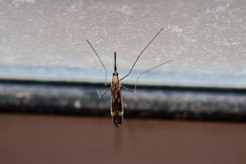 A mosquito insect clinging to a window in late spring in Ontario, Canada.