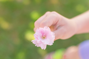 Child hand holding a pink springtime blossom 