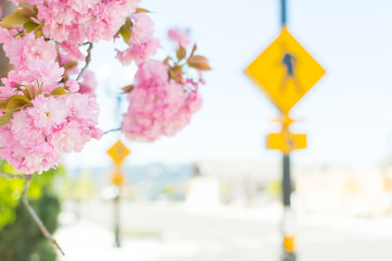 Obraz na płótnie Canvas Pink Springtime Blossoms with Downtown City Crosswalk