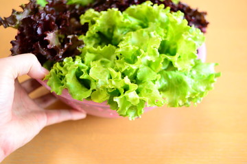 サニーレタスの入ったボウルを手に持つ