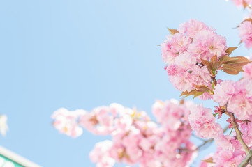 Pink Springtime Blossoms in Downtown 