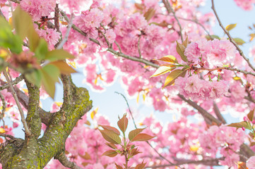 Pink Springtime Blossoms in Downtown 