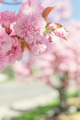 Obraz premium Pink Springtime Blossoms in Downtown 