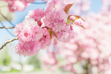 Pink Springtime Blossoms in Downtown 