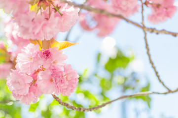 Pink Springtime Blossoms in Downtown 