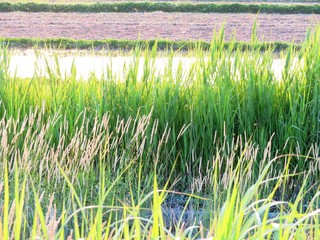 Obraz premium 日本の田舎の風景 6月 水辺夕景