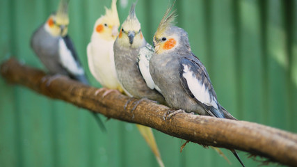 Cockatiel, natural bird from Australia