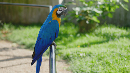 Canindé macaw, bird of south america