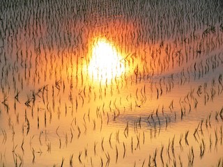 日本の田舎の風景　6月　田植え頃の水の夕景