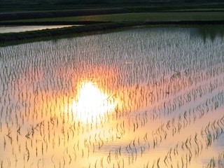 日本の田舎の風景　6月　田植え頃の水の夕景