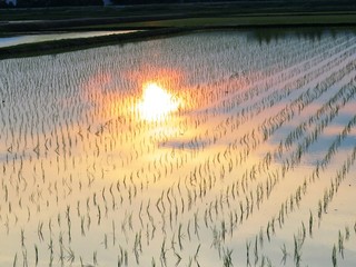 日本の田舎の風景　6月　田植え頃の水の夕景