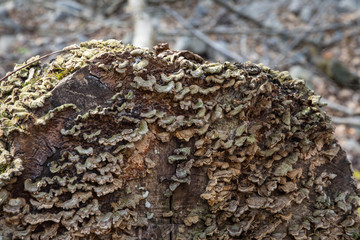Mushrooms growing on bark in a forest. Selective focus
