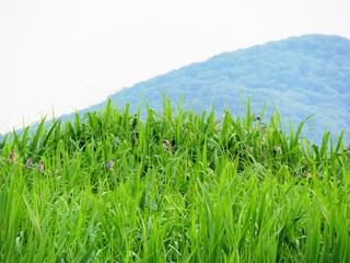 日本の田舎の風景　6月　むら雀と初夏の草叢